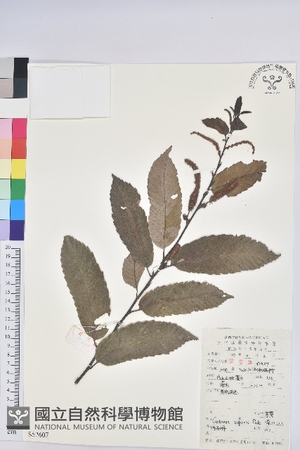 茅栗藏品圖，第1張