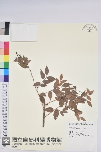 米飯花藏品圖，第1張