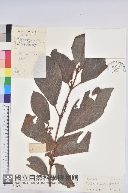 登錄號:S032607藏品圖，第1張