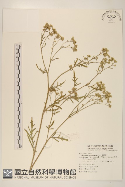 銀膠菊藏品圖，第1張