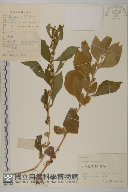 天名精藏品圖，第1張