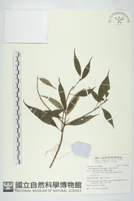 青莢葉藏品圖，第1張