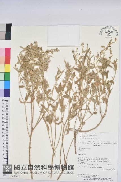 登錄號:S080607藏品圖，第1張