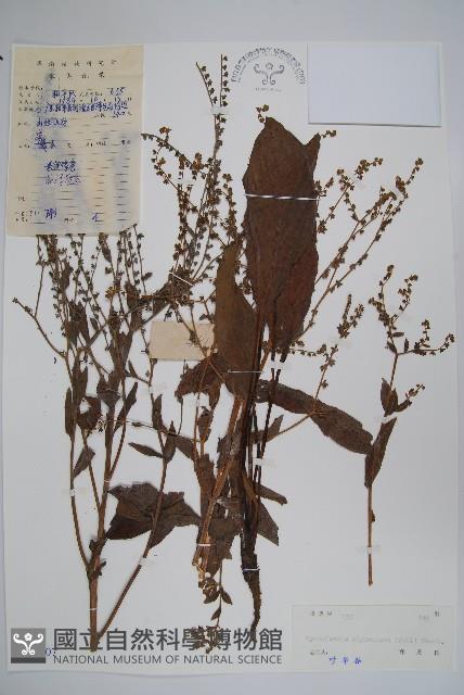 琉璃草藏品圖，第1張