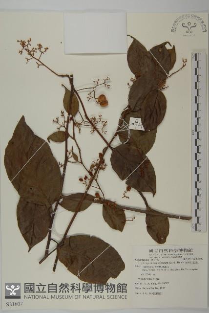 昆明山海棠藏品圖，第1張