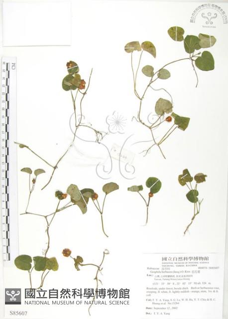 苞花蔓藏品圖，第1張