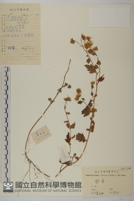 油菊、野菊藏品圖，第1張