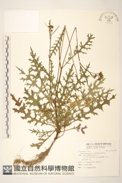 台東黃菀藏品圖，第1張