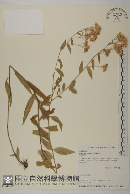 臺灣馬蘭藏品圖，第1張