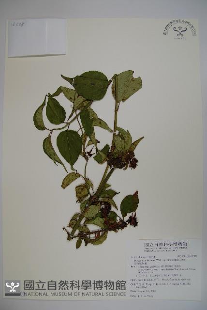 狹萼鬼吹簫藏品圖，第1張