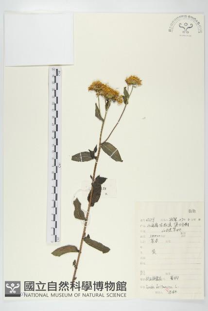 歐亞旋覆花藏品圖，第1張