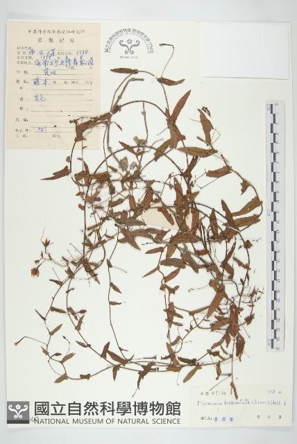 登錄號:S033607藏品圖，第1張