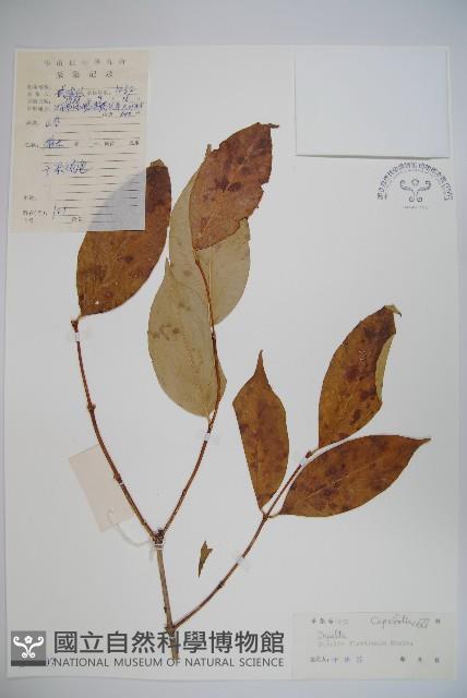 雙盾木藏品圖，第1張