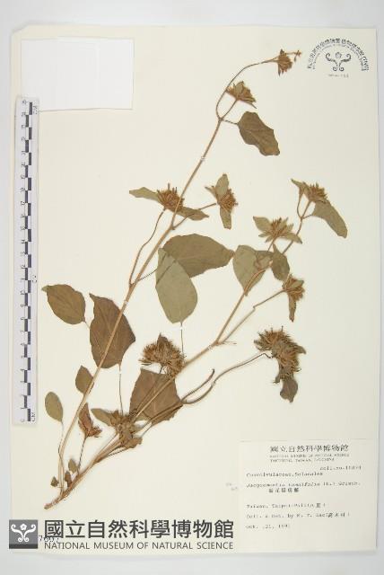 長梗毛娥房藤藏品圖，第1張