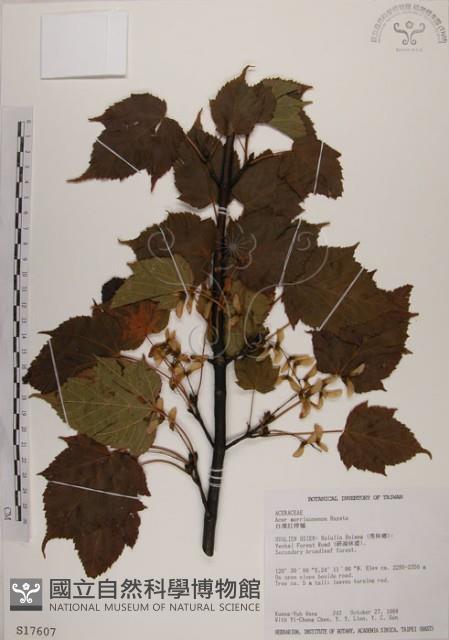 臺灣紅榨槭藏品圖，第1張