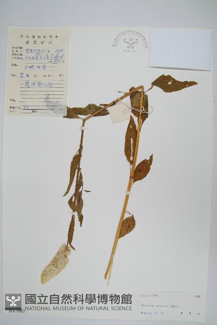 青葙藏品圖，第1張