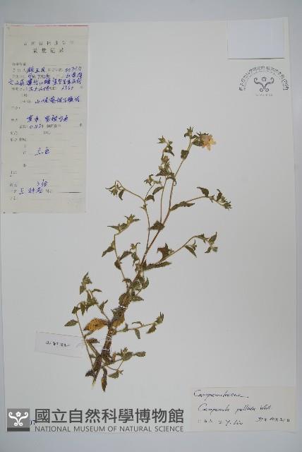 風鈴草藏品圖，第1張