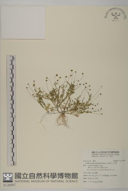 南方山芫荽藏品圖，第1張