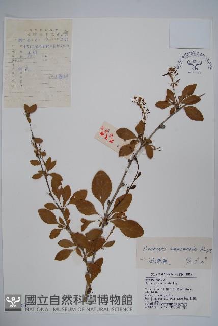 大葉小蘗藏品圖，第1張