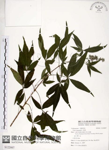 黃荊藏品圖，第1張