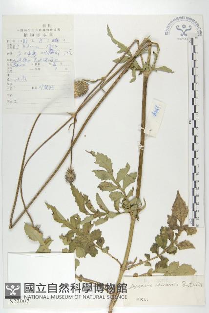 大頭續斷藏品圖，第1張