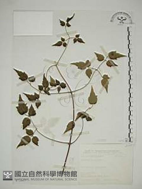 串鼻龍藏品圖，第1張