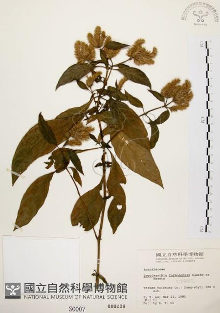 臺灣鱗球花藏品圖，第1張