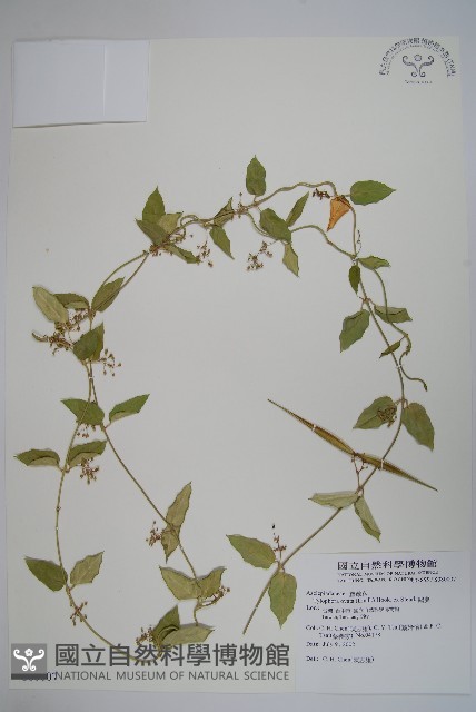 鷗蔓藏品圖，第1張