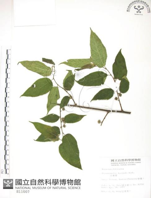 小構樹藏品圖，第1張