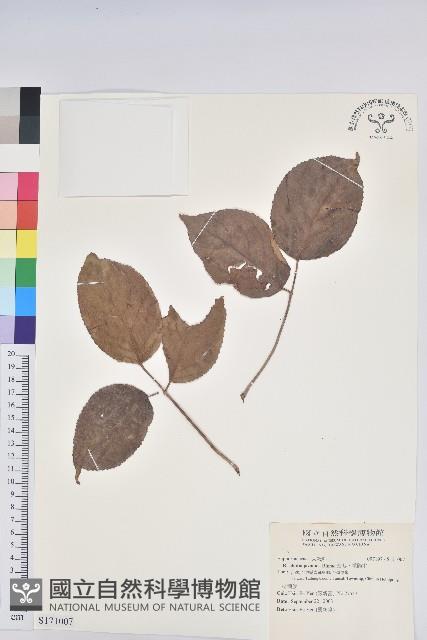 茄苳、重陽木藏品圖，第1張