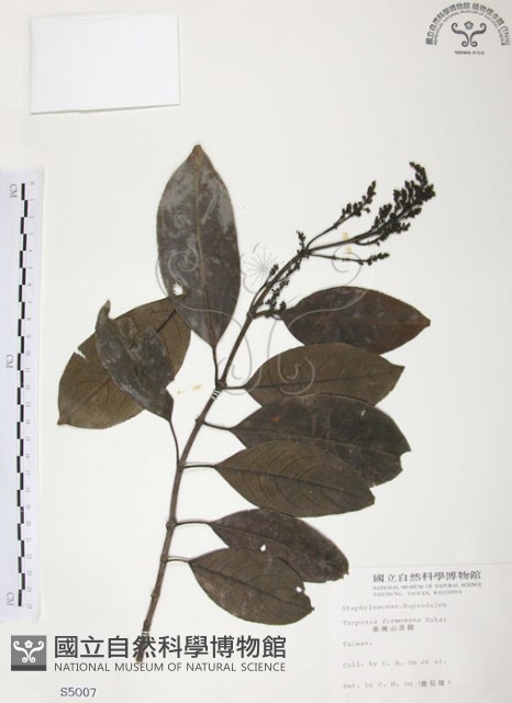 山香圓藏品圖，第1張