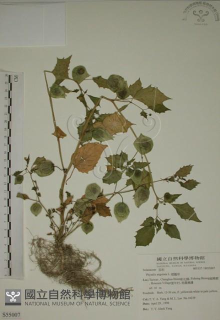 燈籠草藏品圖，第1張