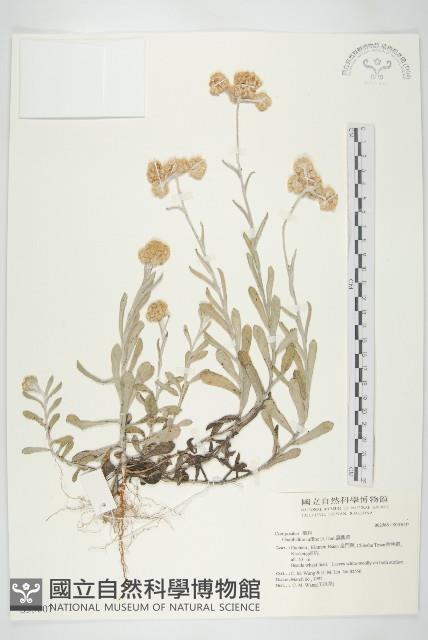 鼠麴草藏品圖，第1張