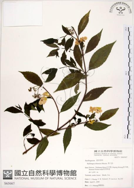華八仙藏品圖，第1張