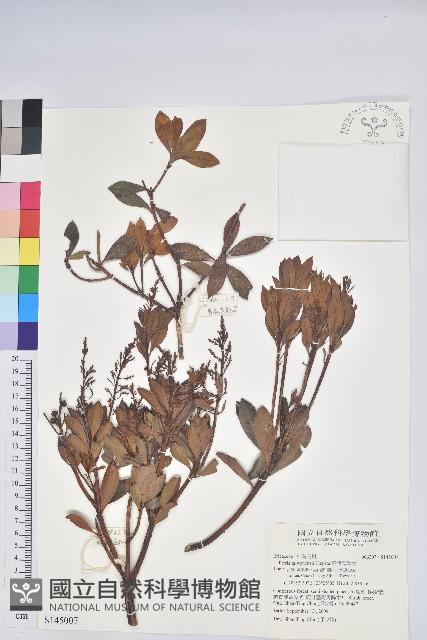 臺灣馬醉木藏品圖，第1張