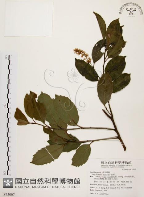 鼠刺藏品圖，第1張