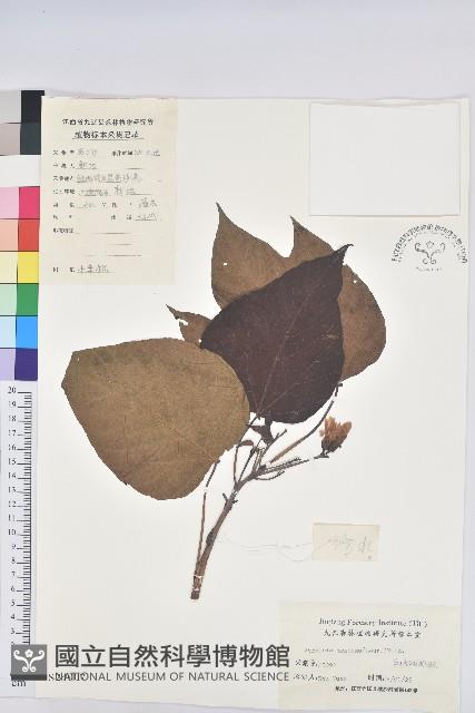 千年桐藏品圖，第1張