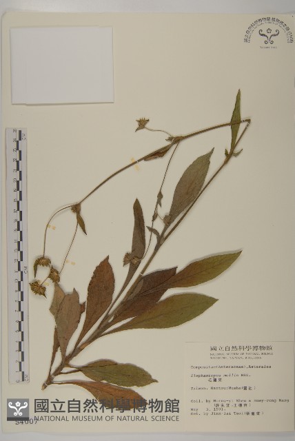 地膽草、毛蓮菜藏品圖，第1張