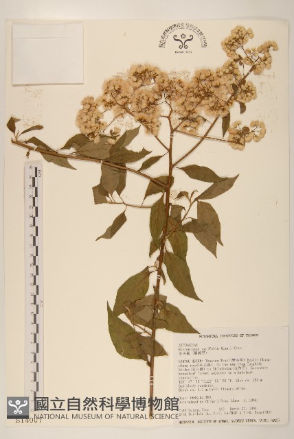 小舌菊、蔓綿菜藏品圖，第1張