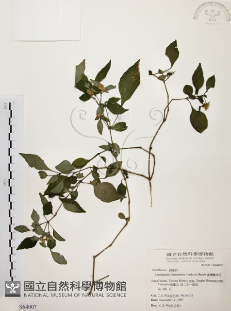 臺灣鱗球花藏品圖，第1張