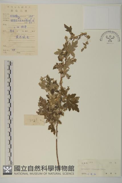 黃花蒿藏品圖，第1張