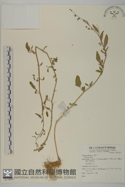 登錄號:S074007藏品圖，第1張