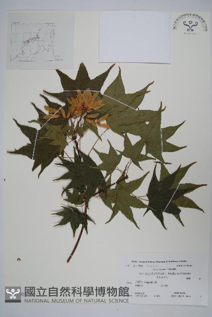 達爾色木槭藏品圖，第1張