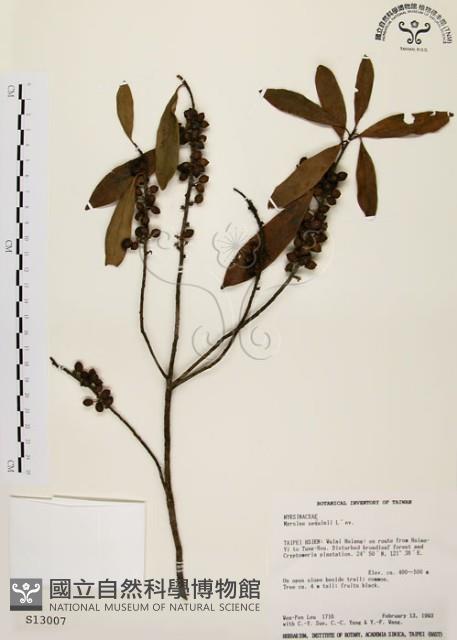 大明橘藏品圖，第1張