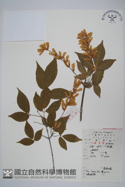 建始槭藏品圖，第1張