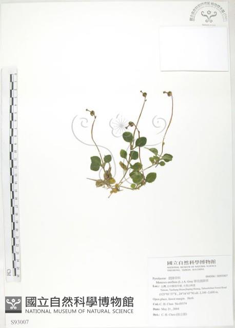 單花鹿蹄草藏品圖，第1張