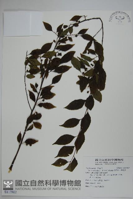 燈稱花、烏雞骨藏品圖，第1張