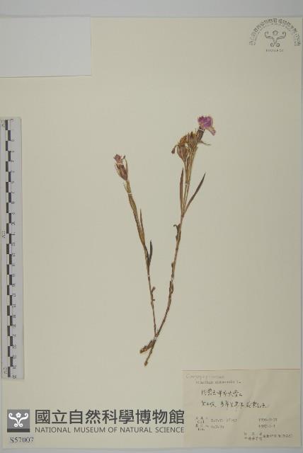 石竹、洛陽花、剪絨花藏品圖，第1張