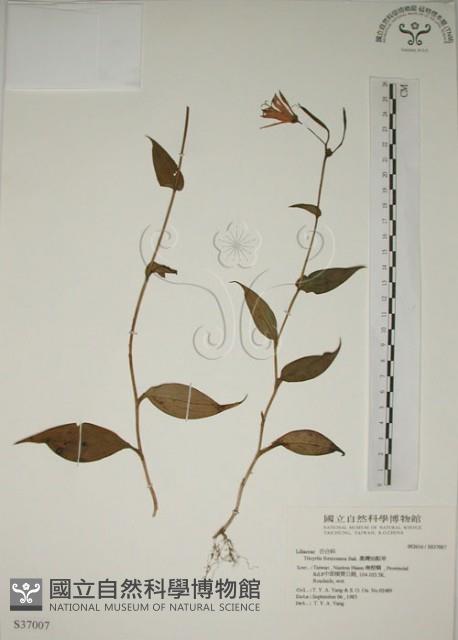 臺灣油點草藏品圖，第1張