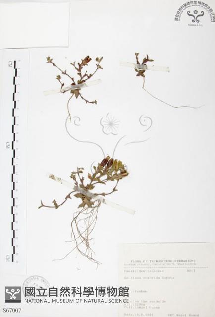 玉山龍膽藏品圖，第1張